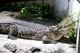 Thailand: Crocodile at Wat Chakkrawat, Bangkok