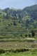 China: Ricefields southeast of Kaili, Guizhou Province