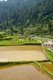 China: Ricefields near Langde Shang, southeast of Kaili, Guizhou Province