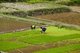 China: Ricefields near Langde Shang, southeast of Kaili, Guizhou Province